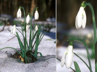 Bild der Art Schneeglöckchen