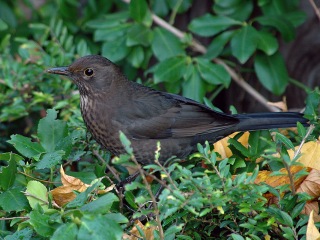 Bild der Art Amsel