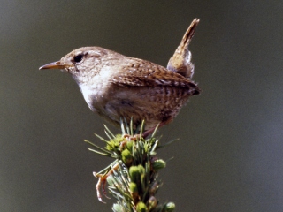 Zaunkönig