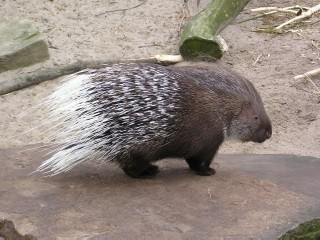 Westafrikanisches Stachelschwein