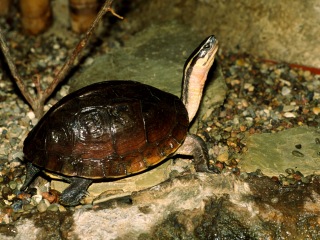 Amboina-Scharnierschildkröte