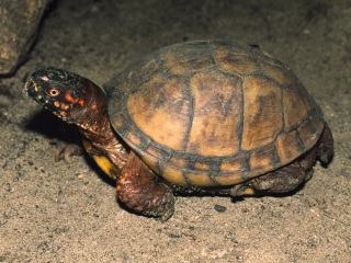 Carolina-Dosenschildkröte