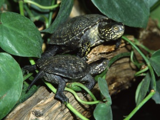Bild der Art Europäische Sumpfschildkröte