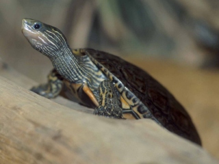 Bild der Art Kaspische Sumpfschildkröte