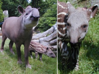 Bild der Art Flachlandtapir