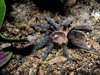 Bild der Art Kraushaar-Vogelspinne