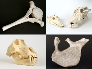 Knochen und Schädel