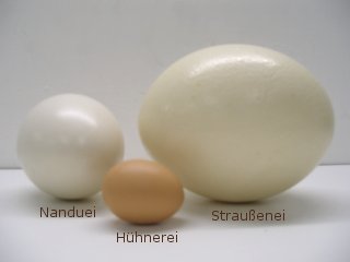 Verschiedene Eier