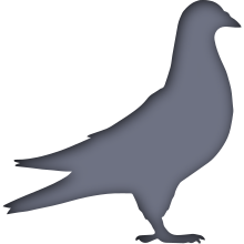 Piktogramm des Sammelnamens Tauben